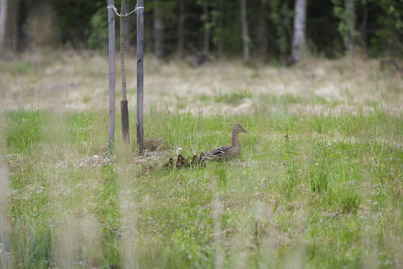 Otsonkujan päässä näkyi maanantaiaamuna enää sorsaemo perässään pitkä rivi poikasia.