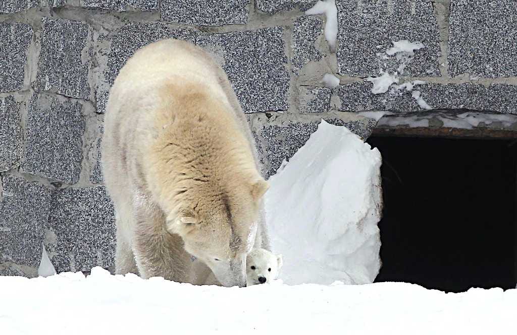 Jääkarhun pentu tutustui ensimmäisen kerran ulkomaailmaan torstaina. Venus-emo oli eläinpuiston henkilökunnan mukaan varsin suojelevainen äiti