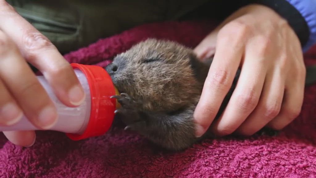 Ranuan majavavauvoja imetetään