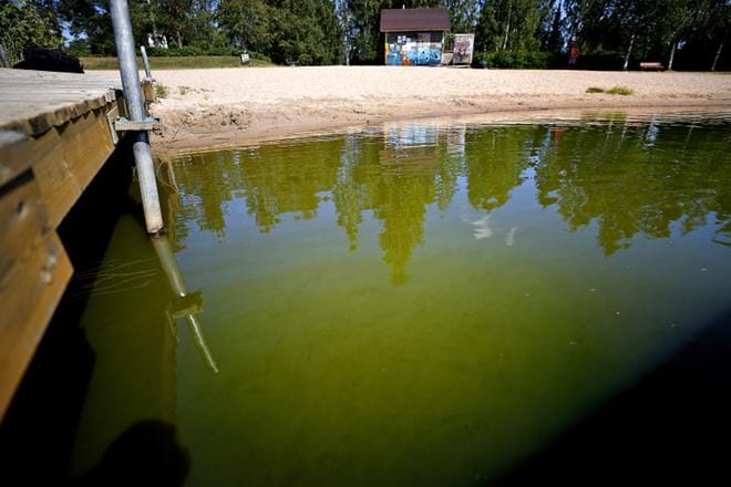Sinilevät voivat värjätä veden vihreäksi ja runsaimmillaan muodostaa veden pinnalle paksuja leväkasaumia. Uimaveden tila kannattaa aina arvioida silmämääräisesti ennen uimista.