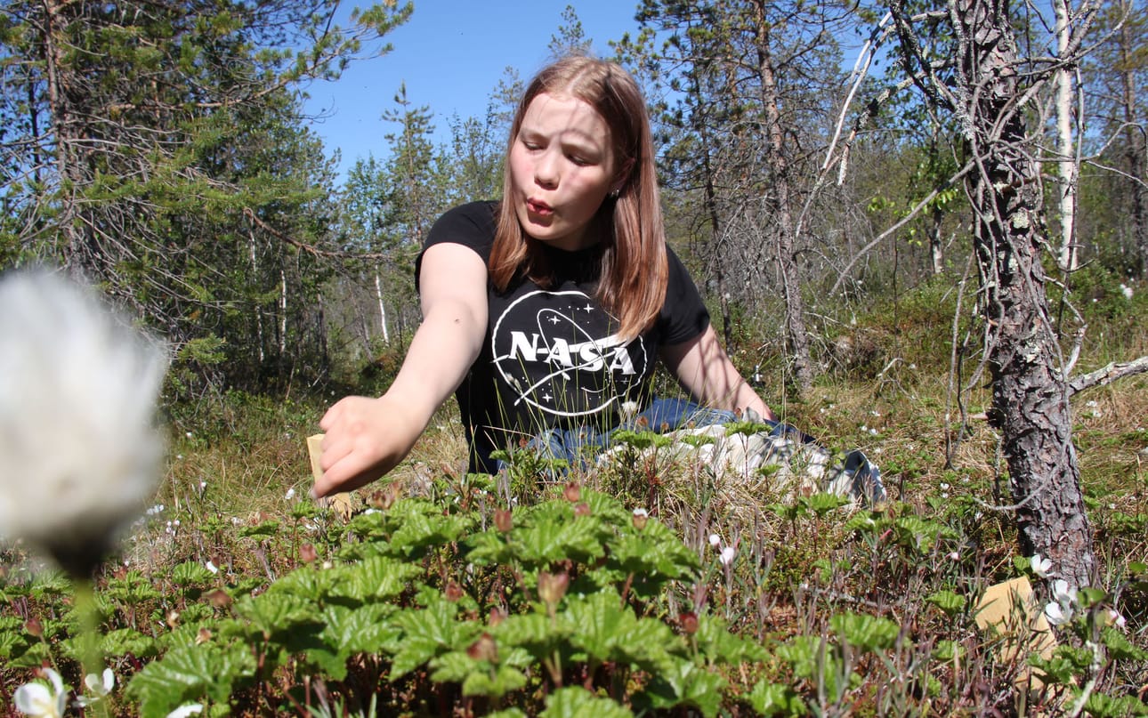 Ranualainen Inga Karjalainen on laskenut paljonko hillankukkia löytyy viiden neliön kokoiselta koeruudulta.