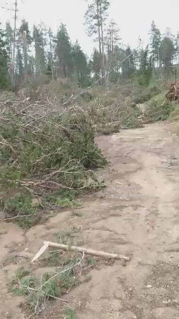 Esko Koivula kuvasi myrskytuhoja Taivalkoskella keskiviikkoaamuna. Koivula toimi ratamestarina tiistai-iltana Taivalkosken Kuohun iltarasteilla Taivalvaaralla.