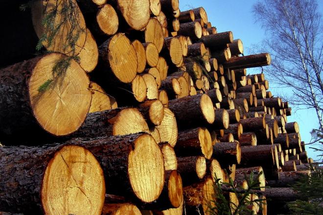 Useilta pohjalaisilta jäi saamatta yhteensä satatuhatta euroa tekemistään puukaupoista – maksukyvytön metsäalan yhtiö saneeraukseen