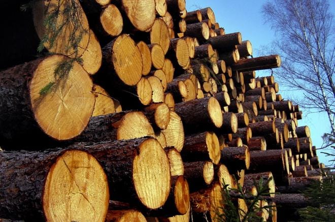 Metsäalan yritys ajautui maksukyvyttömäksi ja nyt useat pohjalaiset odottelevat rahojaan joko puukaupoista tai yritykselle tehdyistä töistä. Arkistokuva.