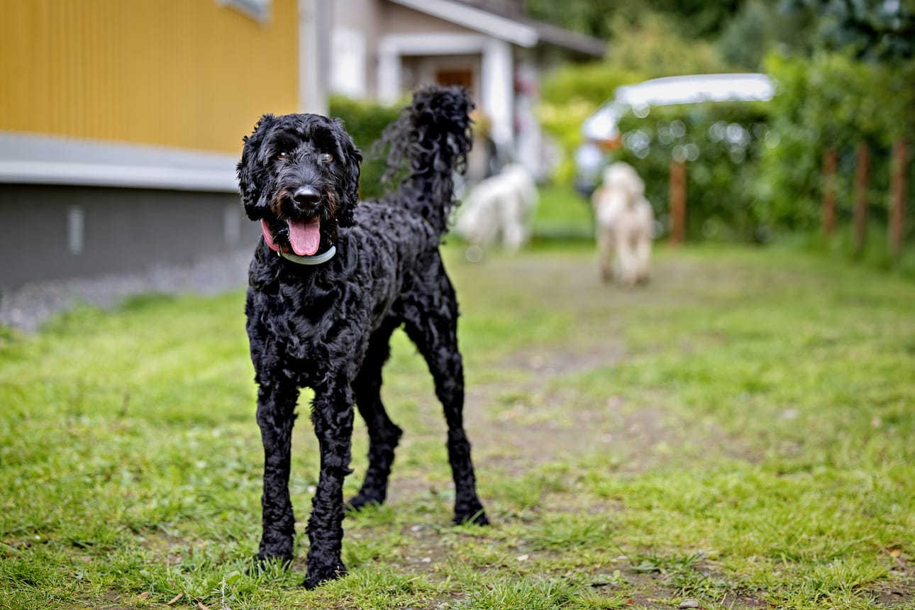 Australianlabradoodle on suhteellisen uusi rotusekoitus, sillä se sai alkunsa 1990-luvulla Australiassa.