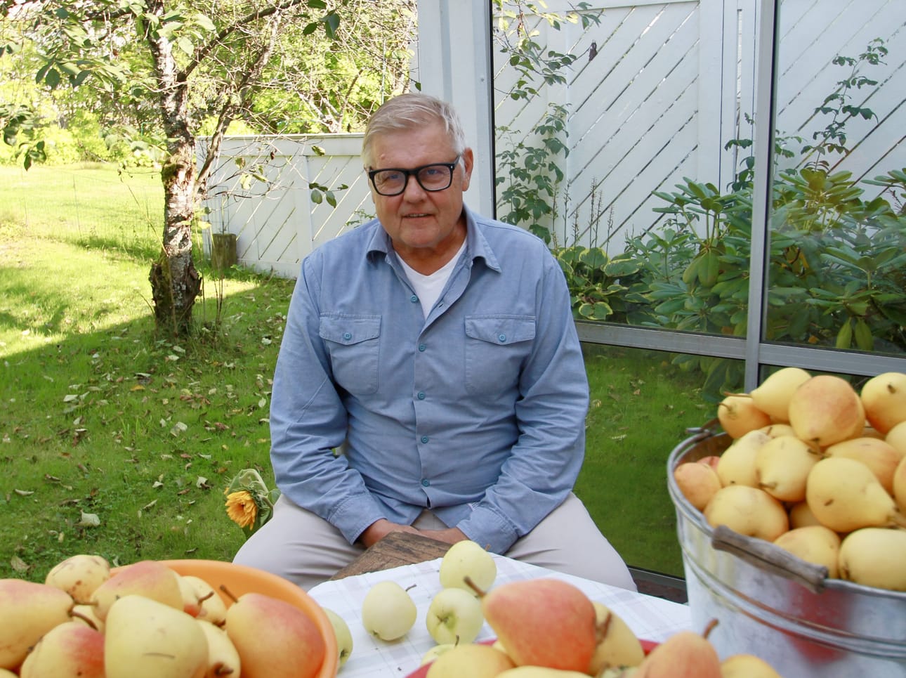 Vesa Siirilän mökillä Alavuden Sapsalammilla kasvava päärynäpuu on tuottanut tänä vuonna runsaan sadon.
