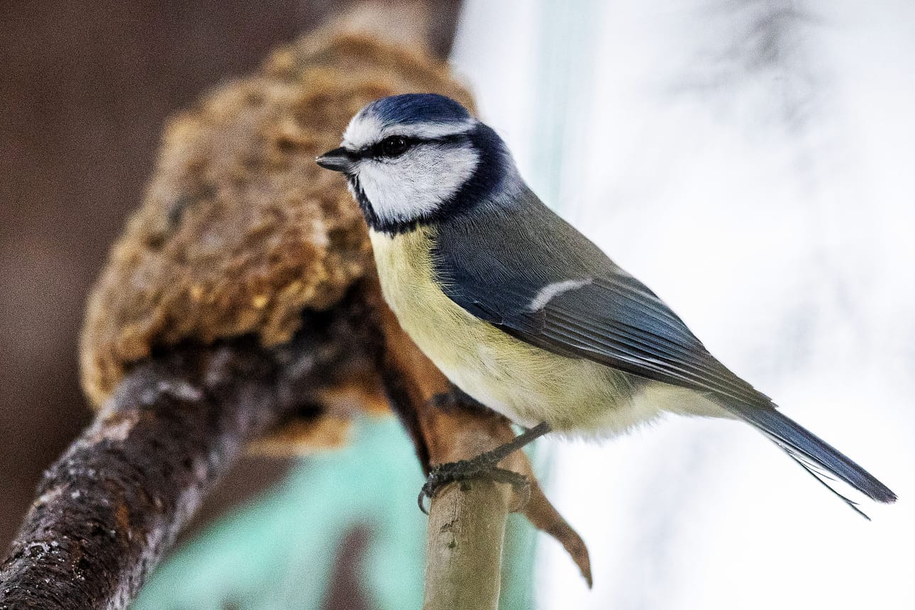 Suttonella ornithocola -bakteerilaji aiheuttaa etenkin sinitiaisten joukkokuolemia. Arkistokuvassa terve lintu.