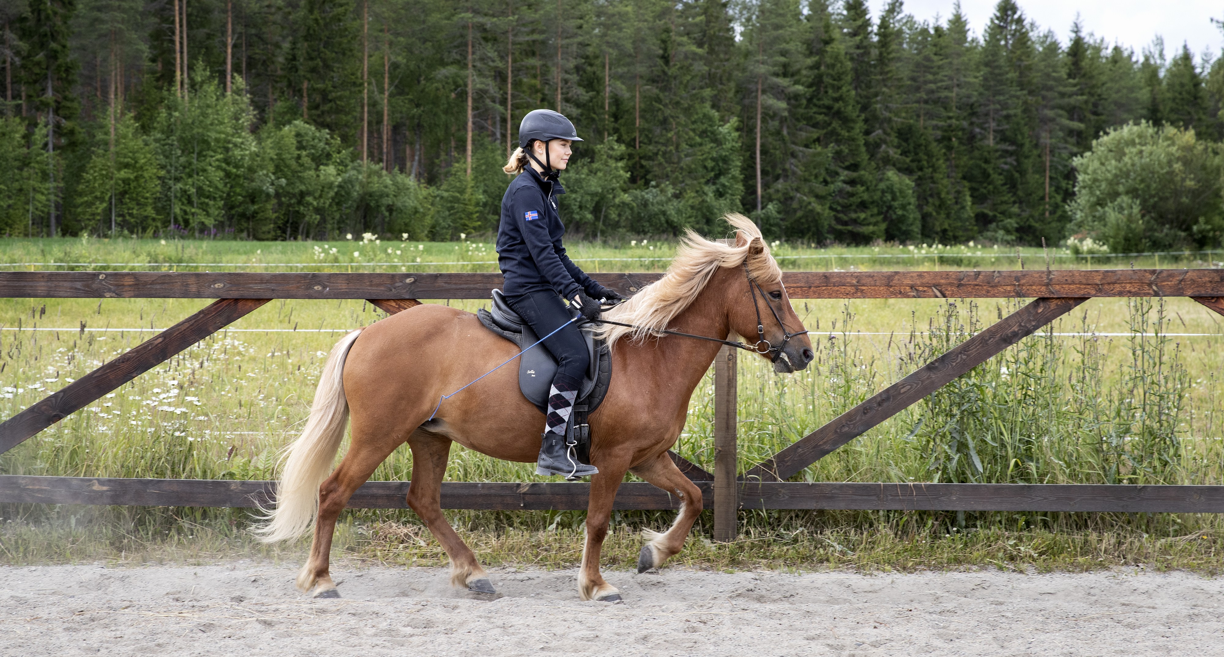Kirsikka Poikkimäen ja Fjödurin yhteistyö askellajiratsastuksessa on alkanut lupaavasti. Poikkimäki ja Fjödur ovat edenneet urallaan aluevalmennusryhmään vasta parin vuoden yhteistyön jälkeen.