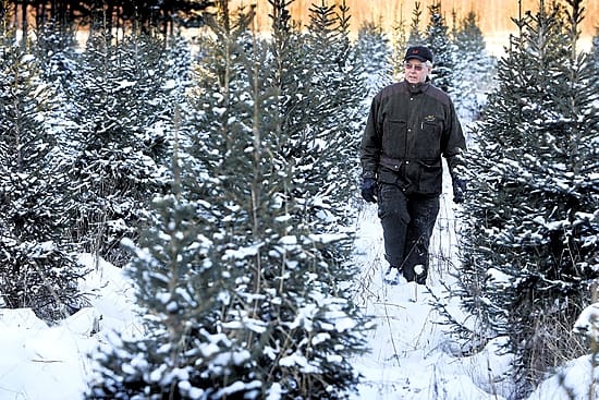 Kuusenkasvattaja Reino Alakangas joulukuusipellolla Haukiputaan Kellossa.