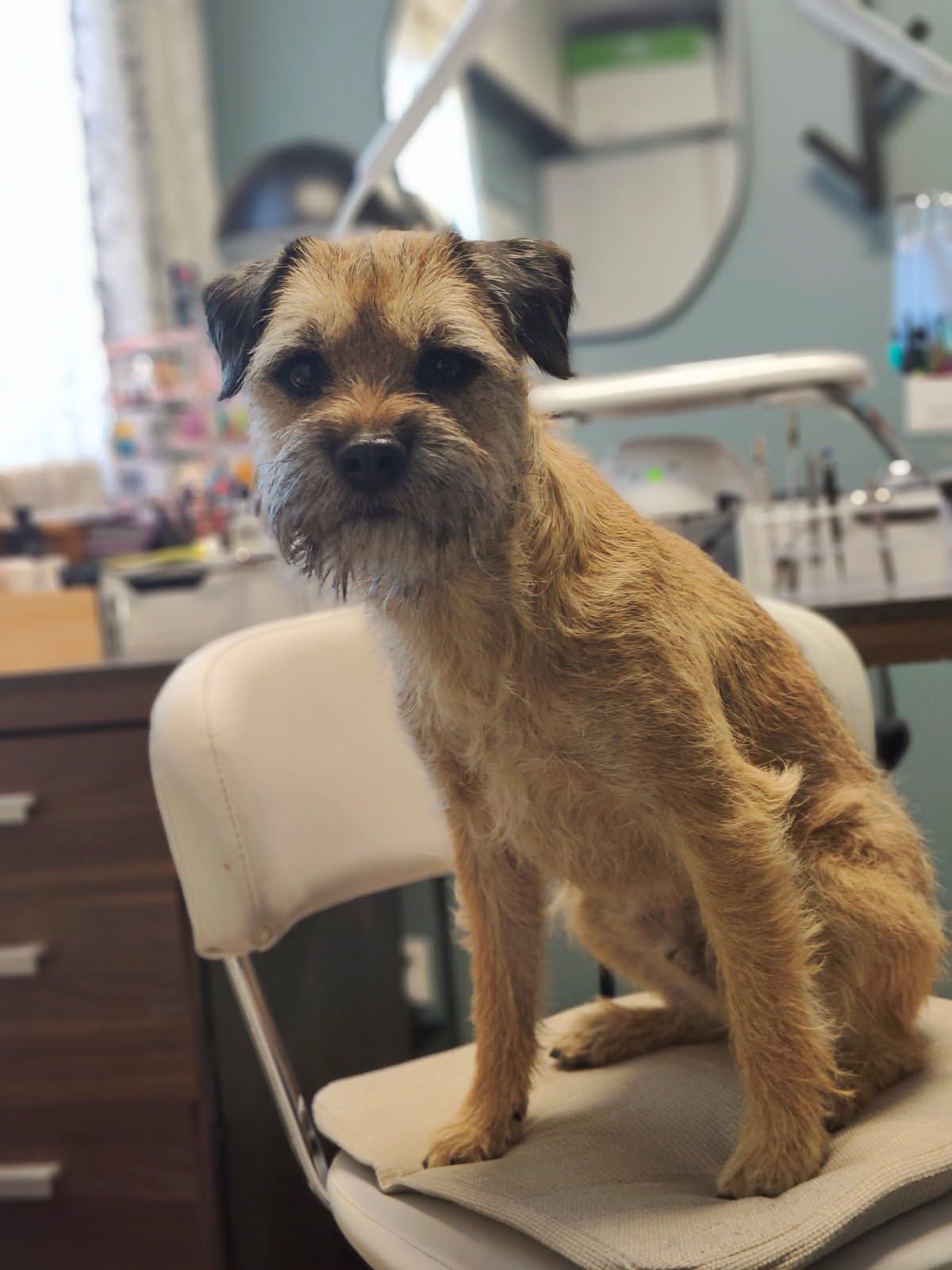 Pekko on tuttu näky House of Nails -yrityksessä Pattijoella. Yritystä pyörittää Pekon omistaja Piia Ollila.