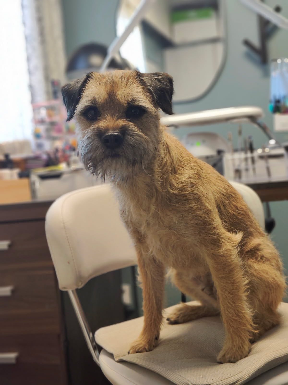 Pekko on tuttu näky House of Nails -yrityksessä Pattijoella. Yritystä pyörittää Pekon omistaja Piia Ollila.