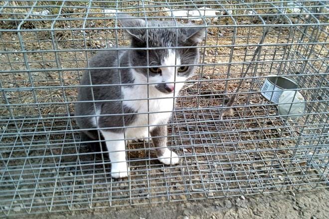 Ensimmäinen kissa saatiin loukkuun sen seikkailtua pari päivää metsässä. KUVAT: Eläinhoitola HepoKatti