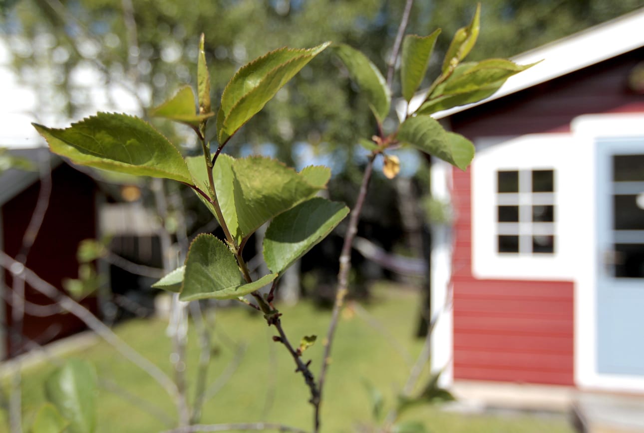 Kesää odotellessa.