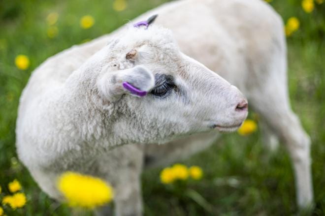 MTK:n kokouskierroksella Järviseudun alueella esiin nousevia asioita ovat muun muassa laajat, valmisteilla olevat lakipaketit, jotka koskevat niin eläinten hyvinvointia kuin laajasti maanomistajuutta ja oikeutta hyödyntää omaisuuttaan sekä myös muun muassa uusi EU-ohjelmakausi, jonka kansalliset päätökset ovat käsillä. KUVA: ELENA MIKKILÄ