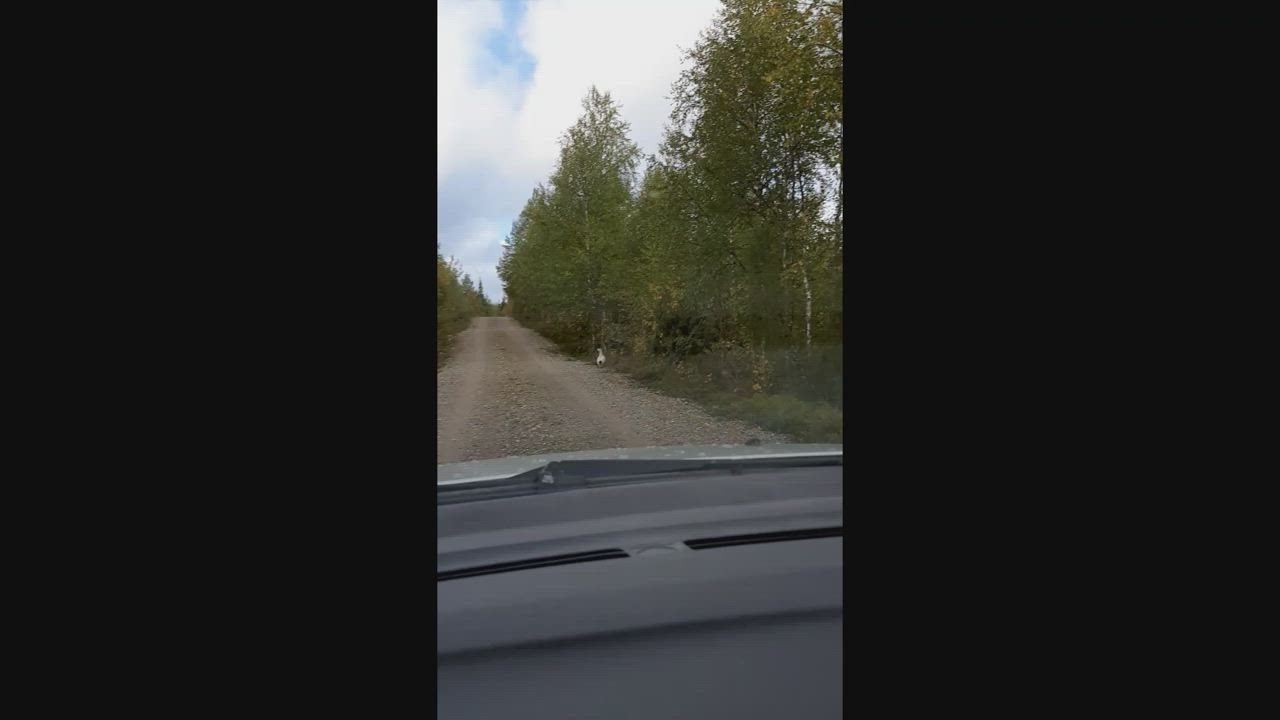 Albiinometso Kuusamossa