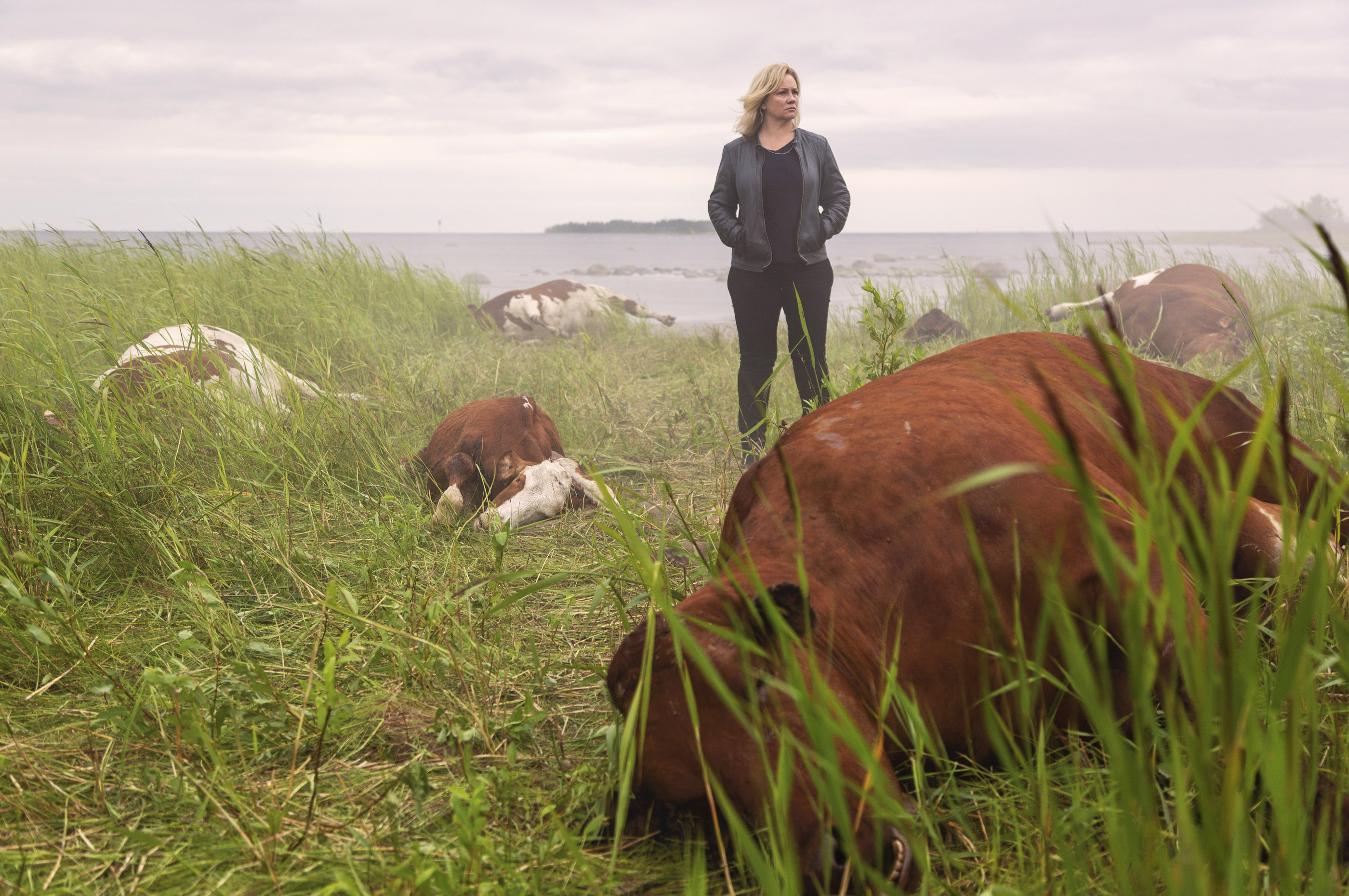 Kaikki synnit -elokuvaa on kuvattu muun muassa Siikajoen Ulkonokanhietikolla. Kuolleitten lehmien keskellä rikospoliisi Sanna Ronkainen (Maria Sid). Kuva Hannele Majaniemi