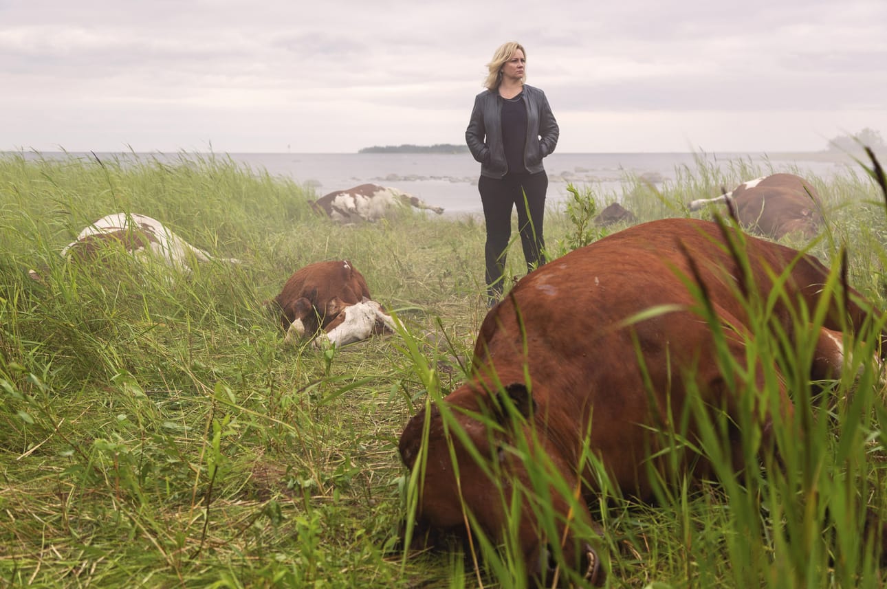 Kaikki synnit -elokuvaa on kuvattu muun muassa Siikajoen Ulkonokanhietikolla. Kuolleitten lehmien keskellä rikospoliisi Sanna Ronkainen (Maria Sid). Kuva Hannele Majaniemi