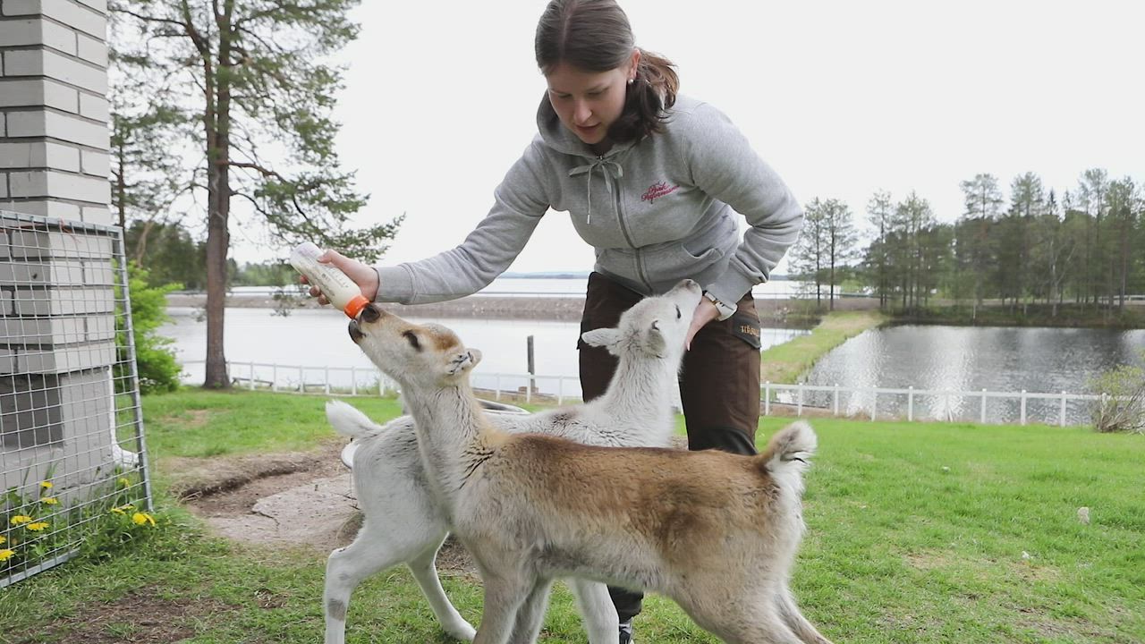 Jenna Vitikka ja orvot poron vasat