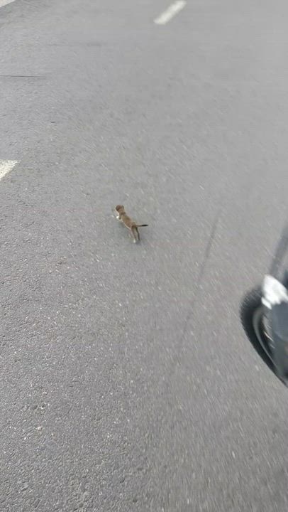Kärppä liikkui vilkkaasti Oulun Värtössä