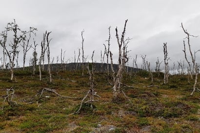 Ilmastonmuutos ja porolaidunnuksen yhteisvaikutus uhkaa Ylä-Lapin tunturikoivuja ja jäkälikköjä – Norjassa Lapin lämpenemistä odottelee uusi tuholaislaji
