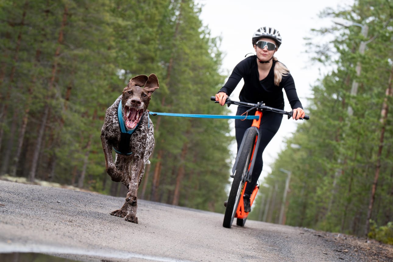 Saksanseisoja Jare muuttuu totisemmaksi heti, kun se puetaan vetovaljaisiin. Se tietää, että nyt tehdään töitä. Kotona se on Noora Holmströmin mukaan sellainen löllykkä, ettei uskoisi, millainen juoksija se on.