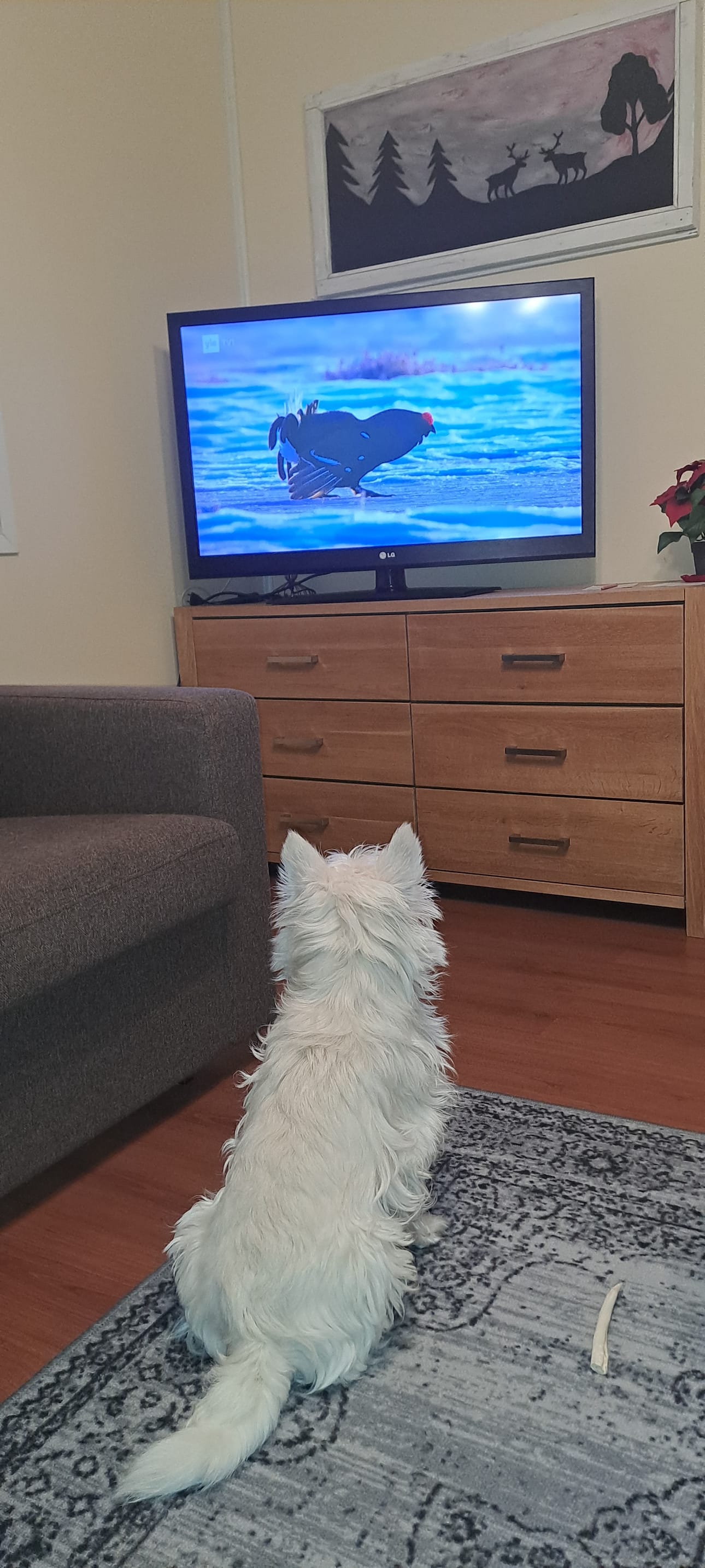 Kiva tämä luonto-ohjelma.