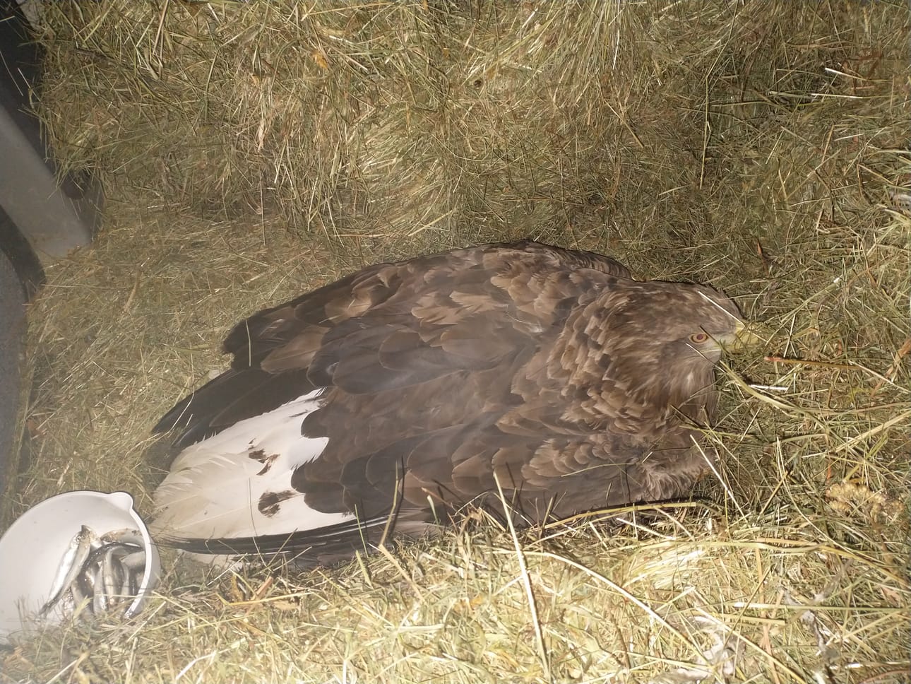 Evijärveltä löytynyt merikotka eli jonkin aikaa villieläinhoitolassa. Se olisi tavallisena vuotena luultavasti aloittanut pesintäpuuhat pikapuoliin. Merikotkat ovat levittäytyneet sisämaahankin.