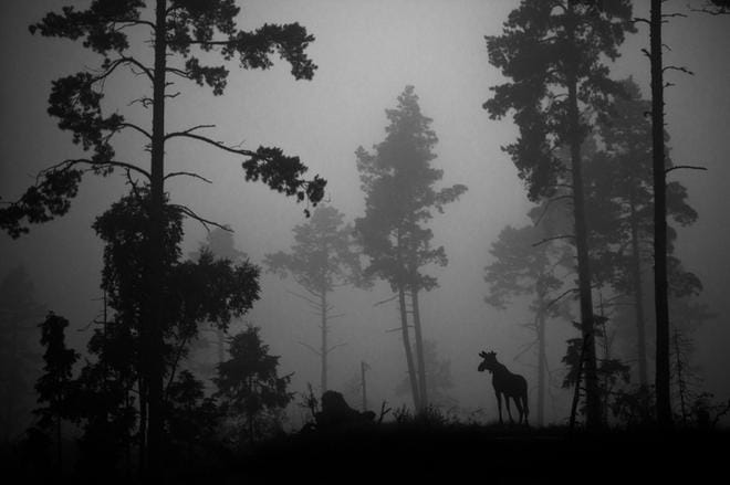 – Tiesin jo kaukaa, että jos pääsen tarpeeksi lähelle, niin nyt tulee hyvä kuva, Heikki Willamo kertoo tästä valokuvasta. Hän otti sen hakatussa metsässä sumuisena päivänä.