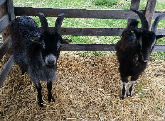 Huugo ja Rölli ovat isäehdokkaat.