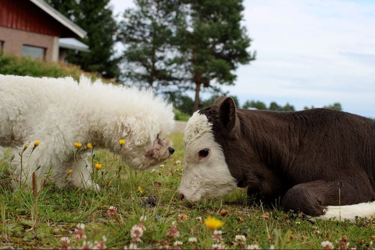Lumi-koira ystävystyi pienen vasikan kanssa.