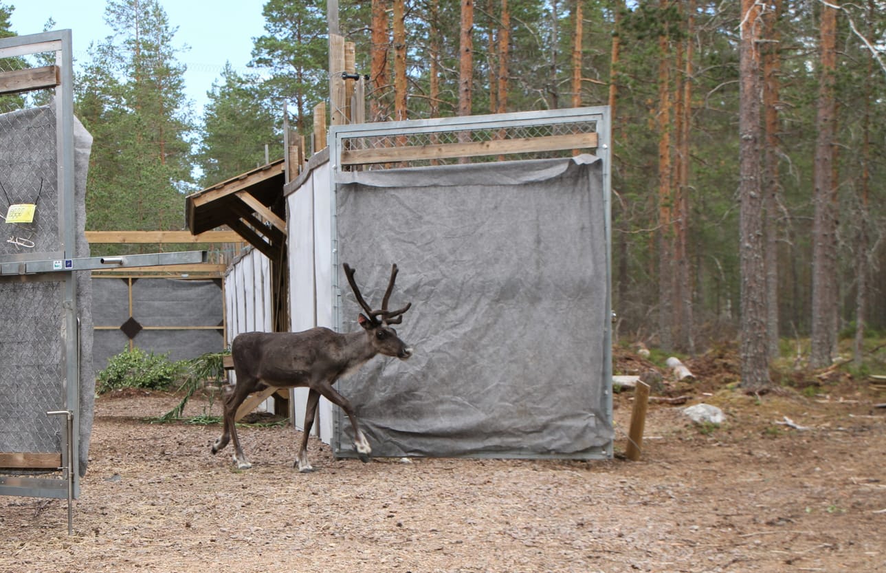 Totutustarhasta vapautetaan eläimiä luontoon. Kuvassa metsäpeurahirvas on astelemassa tarhan aitojen ulkopuolelle.