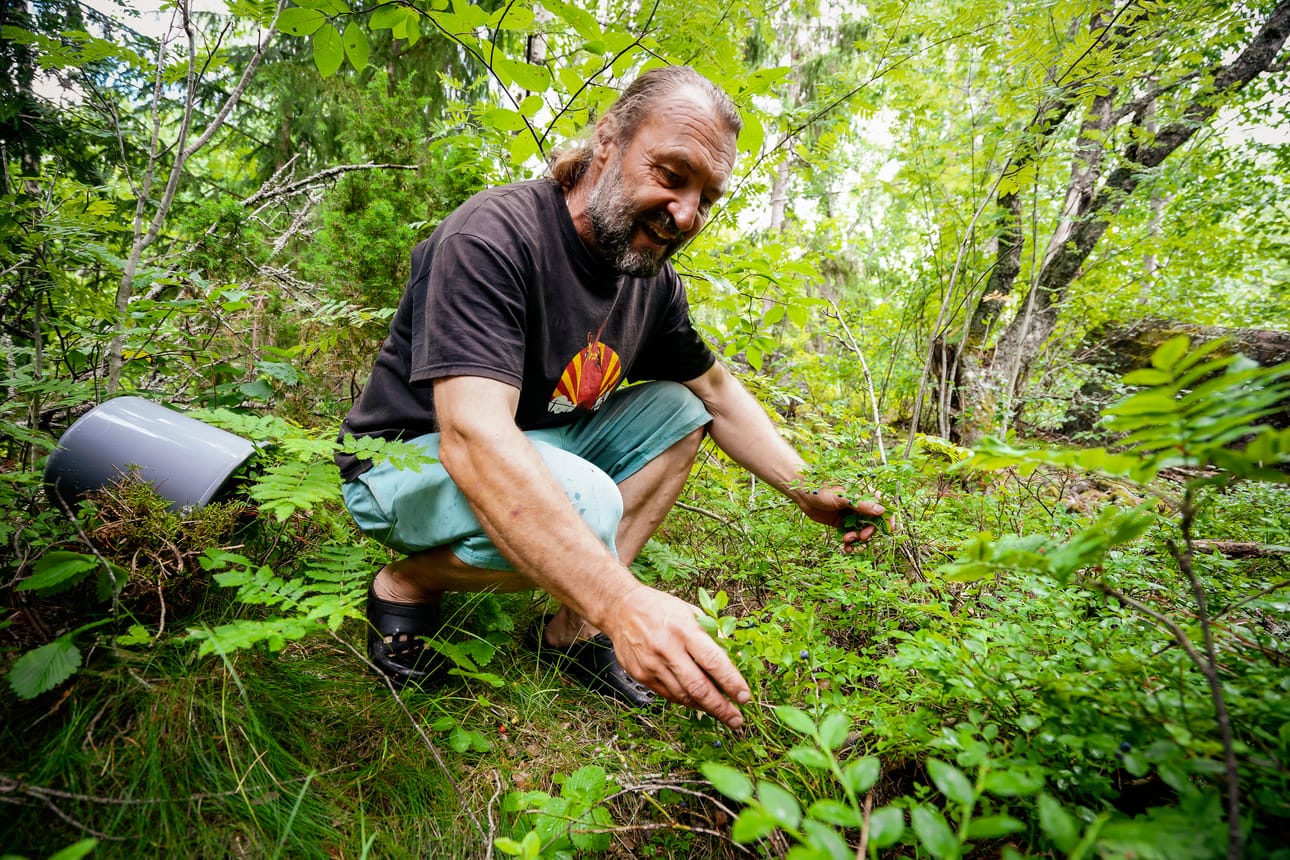 Ilkka Valtisen tavoitteena on poimia sata litraa puolukkaa tänä kesänä.