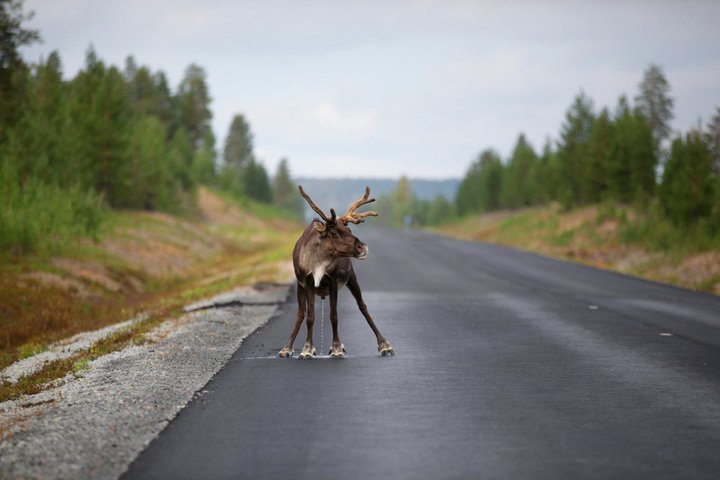 Poro tiellä. Tuttu näky Lapissa ja muualla poronhoitoalueella.
