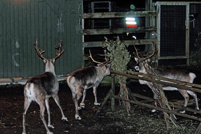 Porot ja valkohäntäpeurat kokoontuivat syömään lehtikerppuja, joita toi eläintenhoitaja Tiina Pitkänen, jonka hahmoa näkyy taustalla. KUVAT: TARJA RIIHIMÄKI