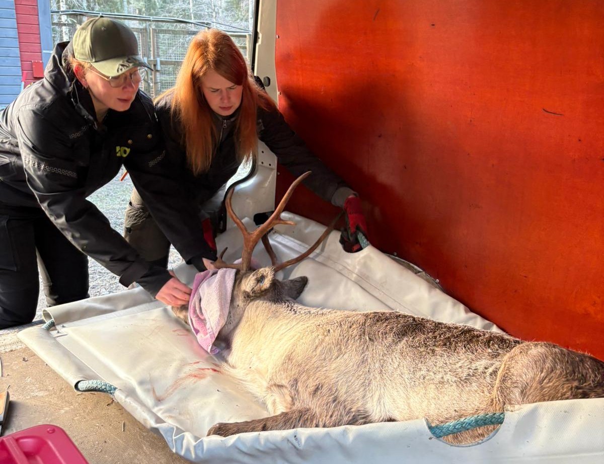 Joukko Ähtärin eläinpuiston eläimiä muutti Ranualle – Vielä on tiedossa yksi siirto