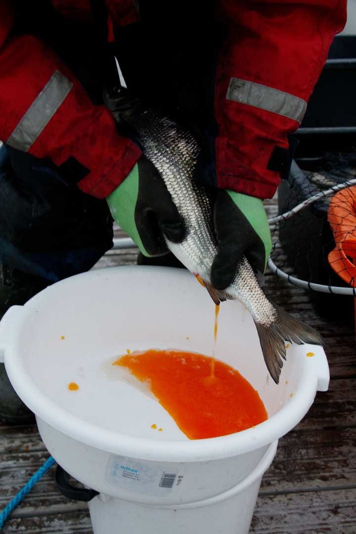 Kalastaja erottaa kalojen sukupuolen. Yleensä emokalat ovat uroskaloja pulskempia.