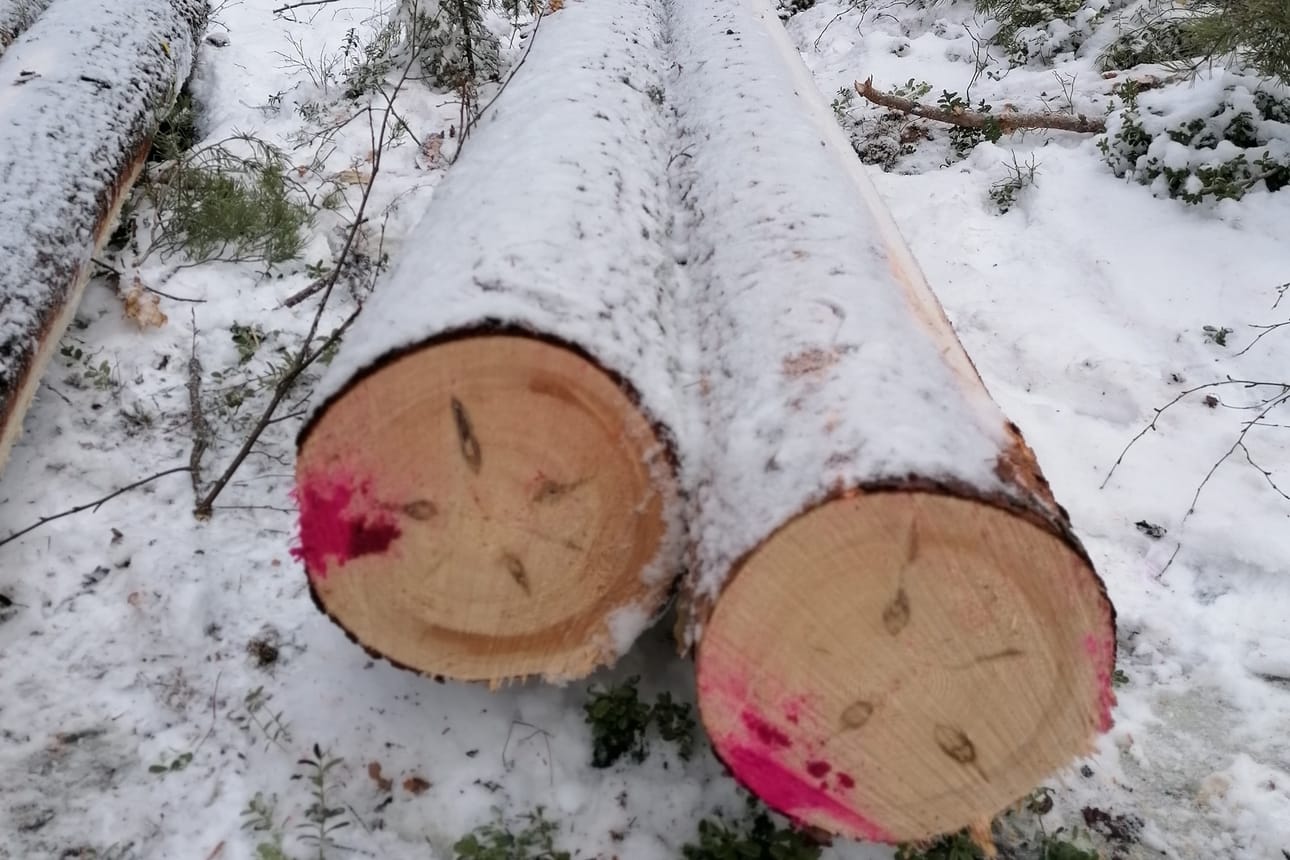 Komeaa mäntypuuta kaadettiin kirkon paanukaton korjausta varten oulaistelaisen Martti Oivon metsästä.