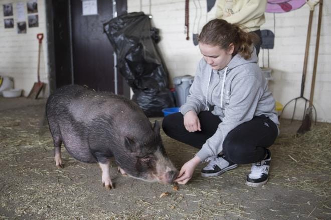 Muhkea minipossu sai rapsutukset Jenna Rantakylältä. KUVA: JANINA SAARELA