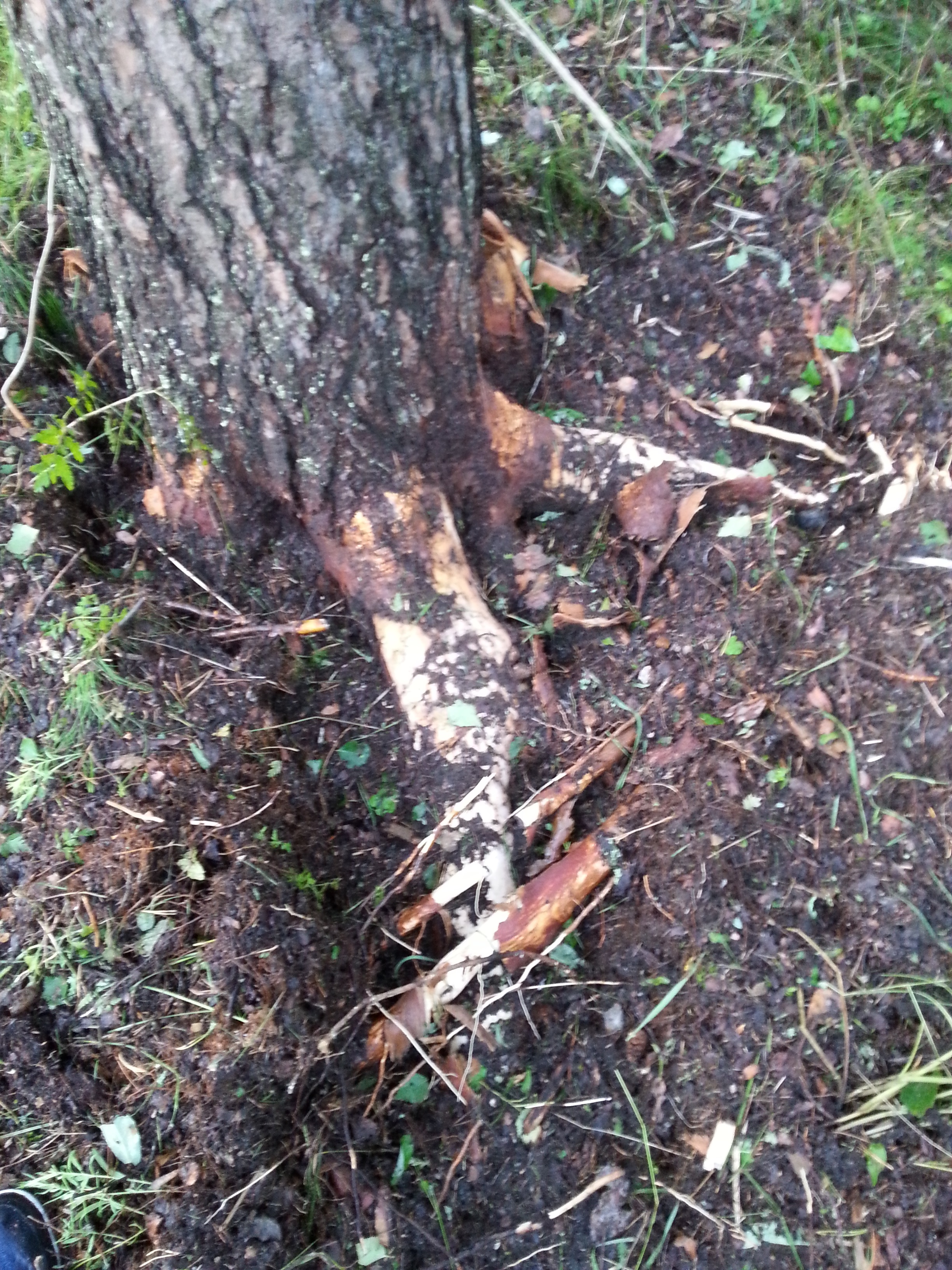 Männyn juuret paljastuivat salaman voimasta.