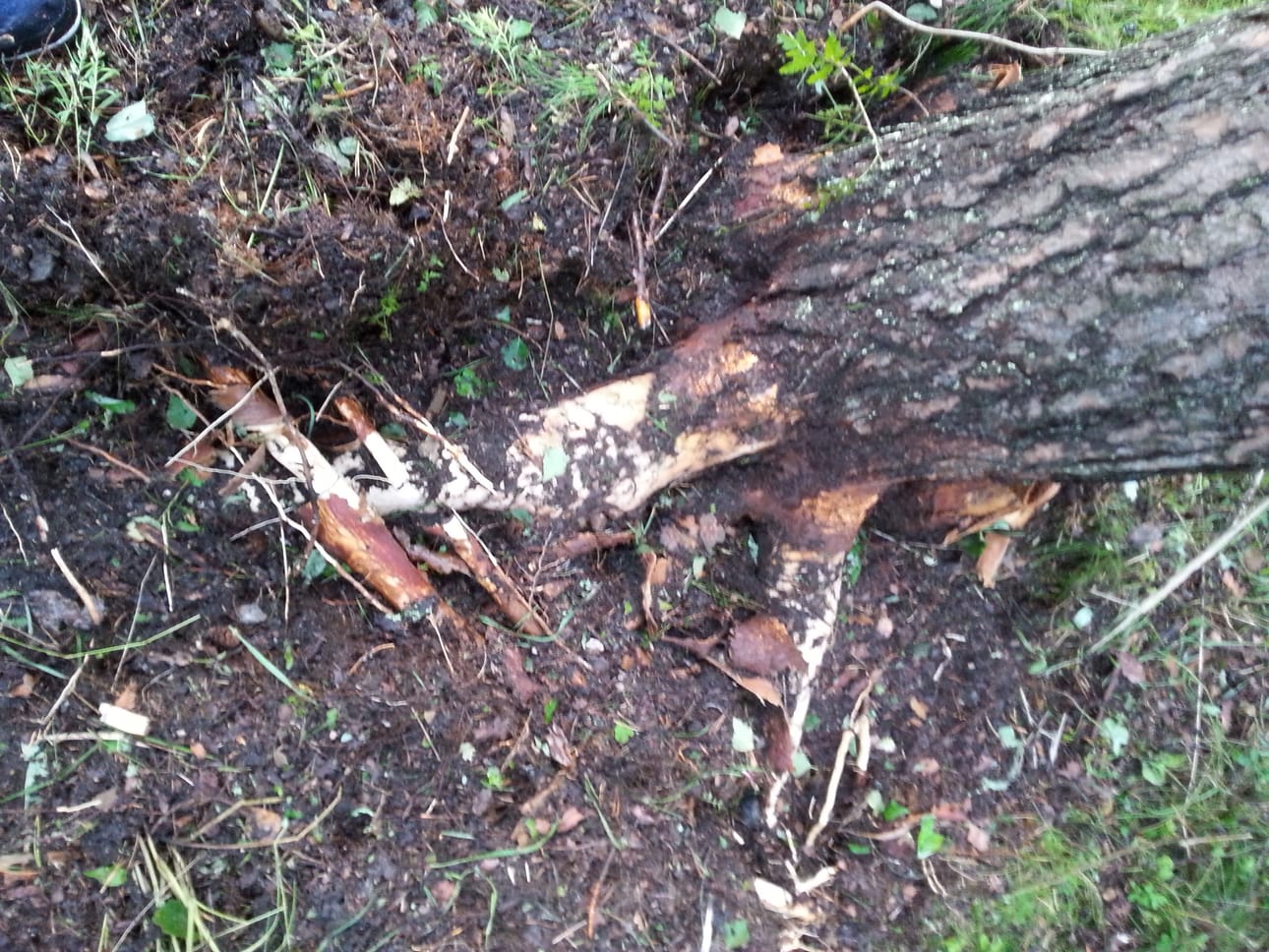 Männyn juuret paljastuivat salaman voimasta.