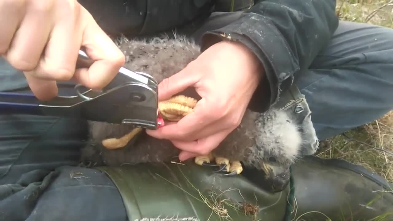 Merikotkan rengastus