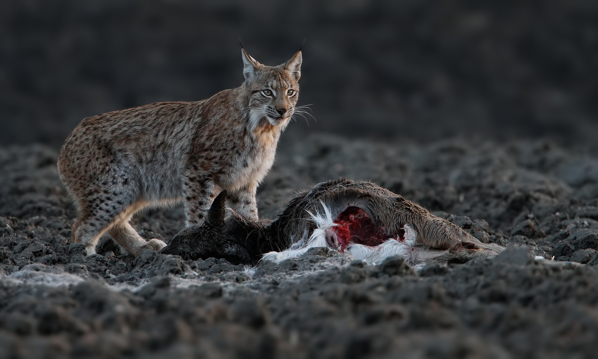 D. Nisäkkäät. Lynx lynx. Seppo Härmälä.