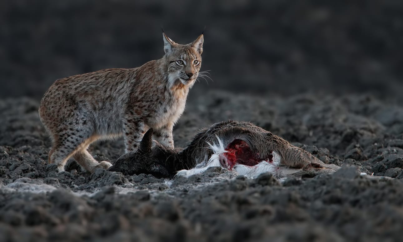 D. Nisäkkäät. Lynx lynx. Seppo Härmälä.