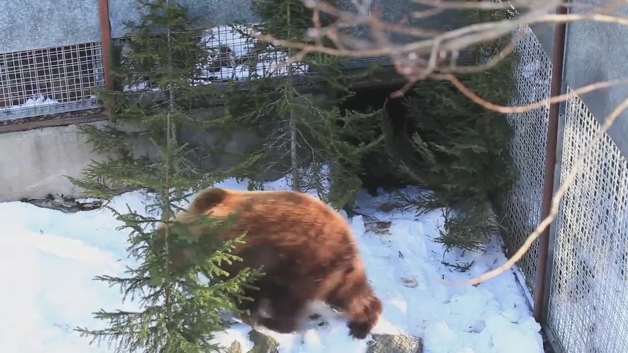 Hylätyn karhunpennun tarina