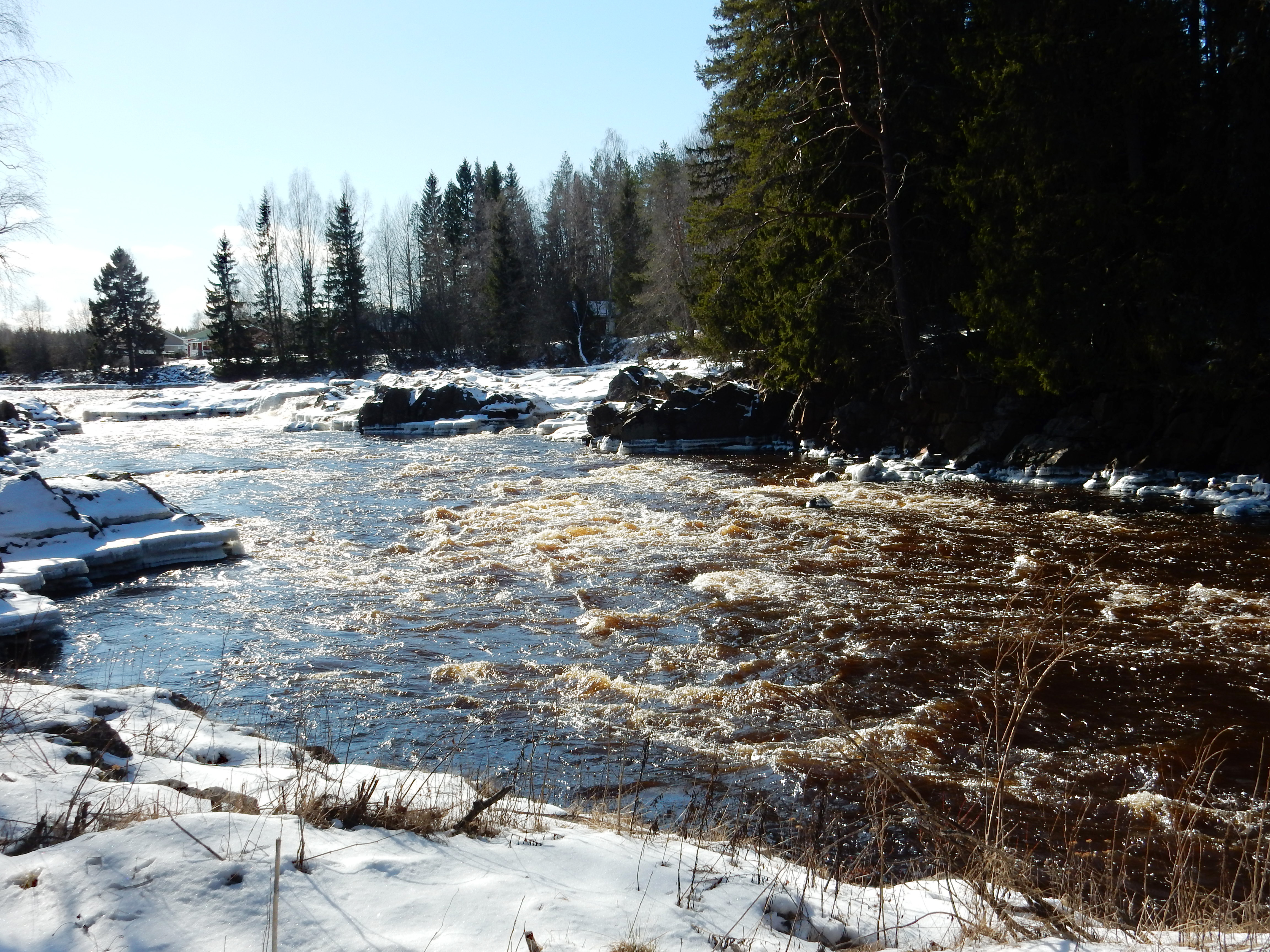 Pyhänkoski kuohuu maltillisesti Merijärvellä. Kevättulvia ei taida Pyhäjokialueelle tänä keväänä tulla.