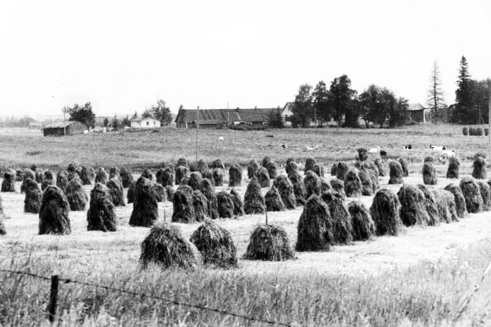 Katson maalaismaisemaa… Kuva otettu kesällä 1977 kirkonmäeltä. Etualalla heinäseipäitä, liminkalaisittain ukkoja, joita ei enää nähdä maalaismaisemassa. Taustalla entinen sukutalo Mäki-Hirvelä. Nyt uusien asukkaiden asuttama.