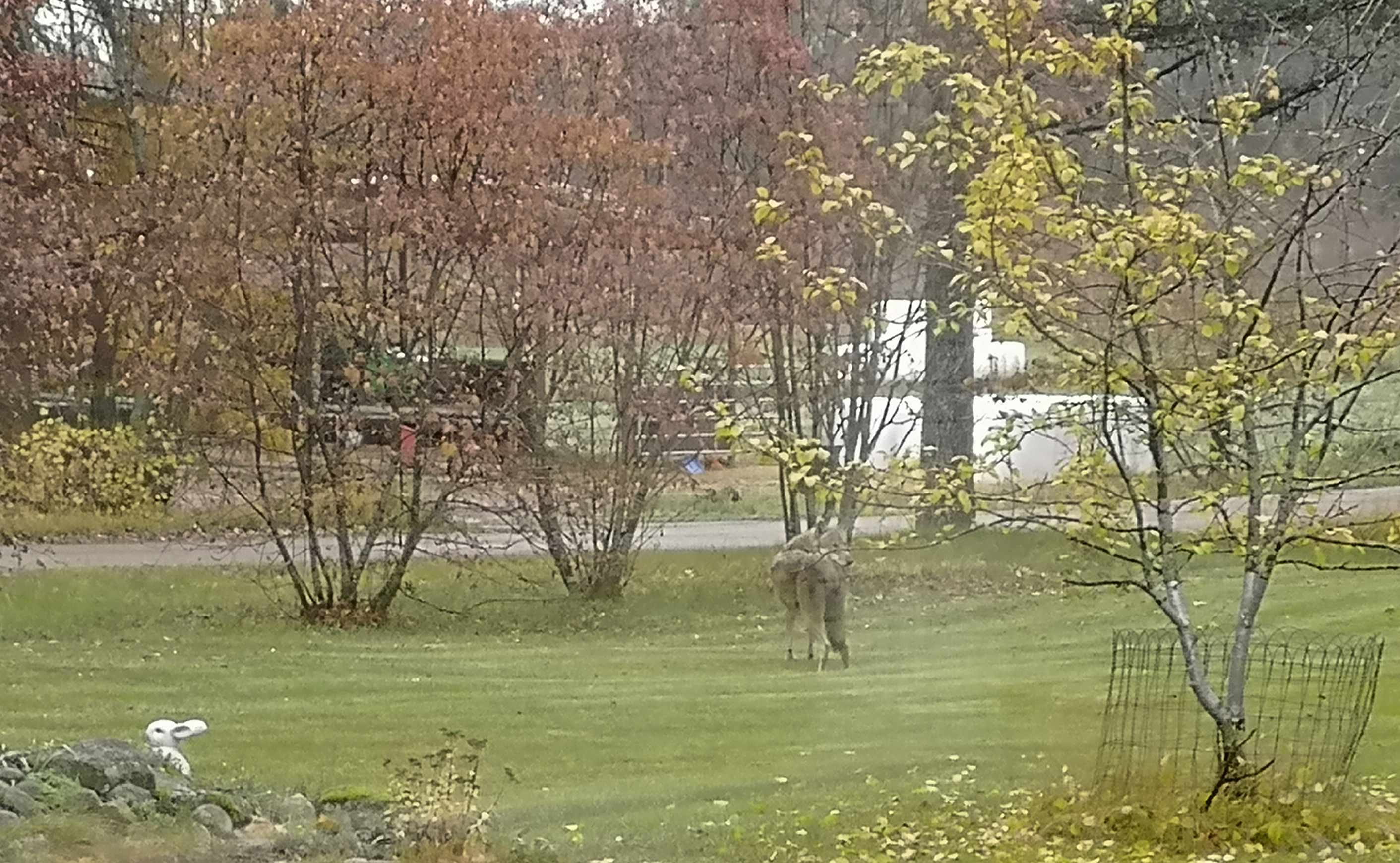 Välillä susi piipahti myös pihanurmikon puolella. Kuva on otettu Kinnusen talon olohuoneen ikkunan läpi.