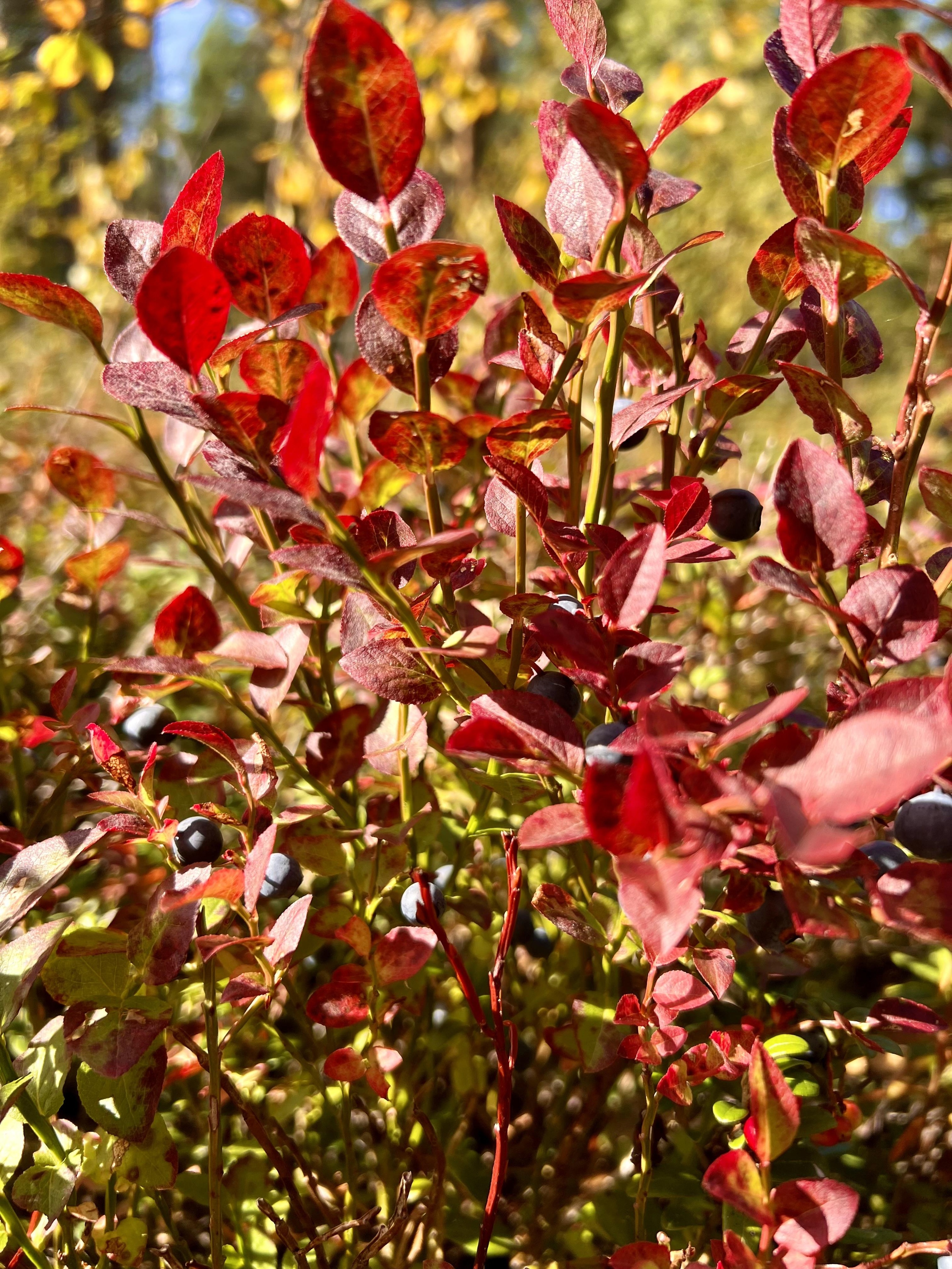 Syyskuun 2025 lukijakuvat