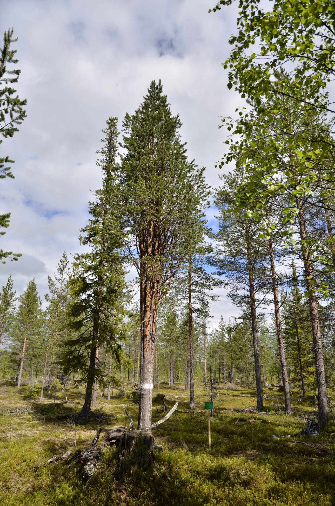 Luutamäntyjä on Suomessa yhteensä hieman yli kymmenen. Savukosken luutamännyn kaltaisia puita on kymmenkunta.
