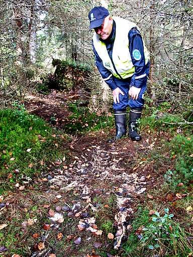 Metsähallituksen erätarkastaja Aimo Tervamäki tutkii Sotkamon Saukon seudulta löydetyn lohihaaskan jäänteitä.